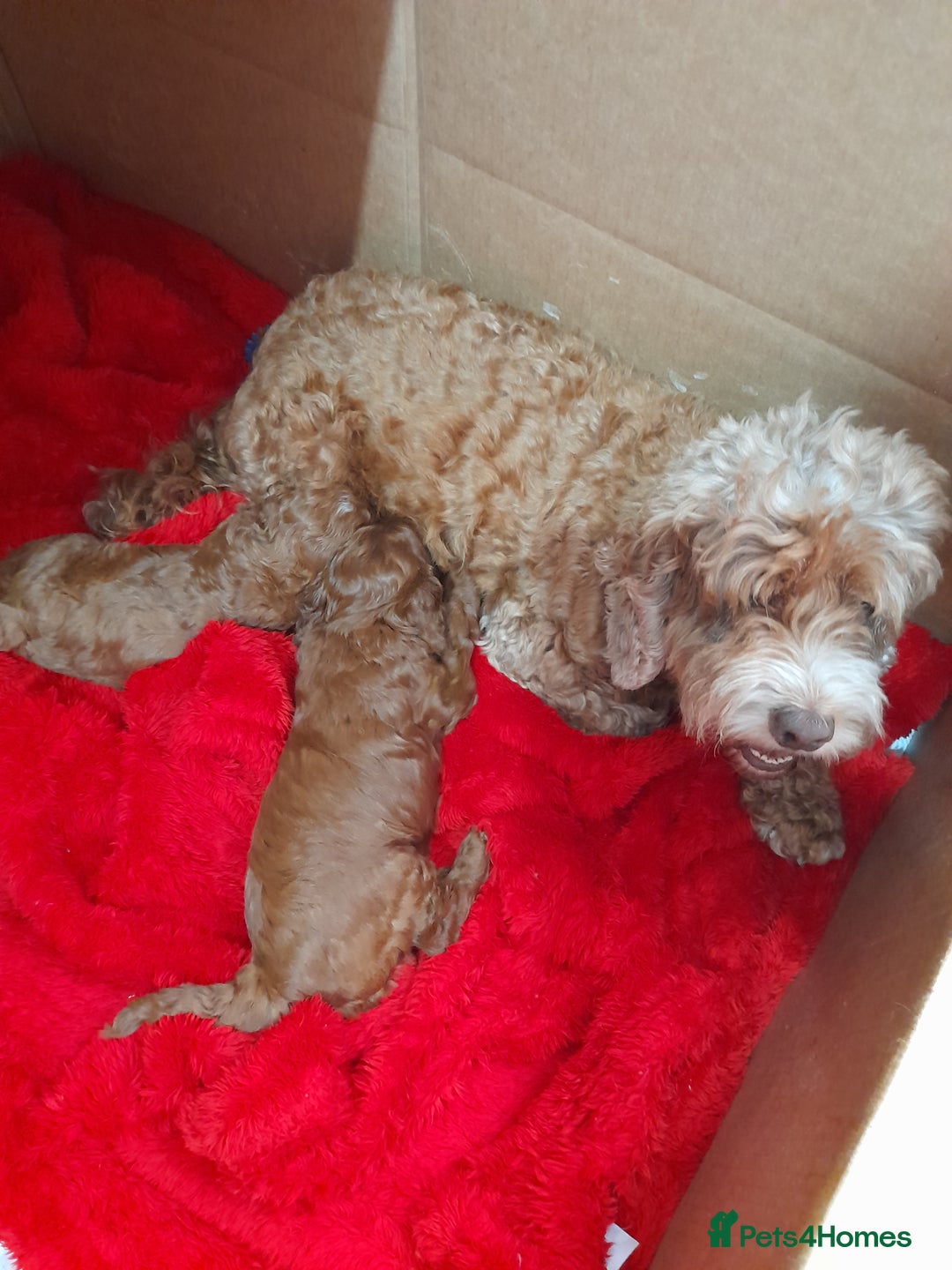 Cockapoo dogs for sale: COCKAPOO - Image 3
