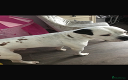 American Bulldog dogs for sale: Rocco American bulldog - Image 2