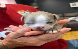 Boston Terrier dogs for sale: Boston terrier puppies - Image 30