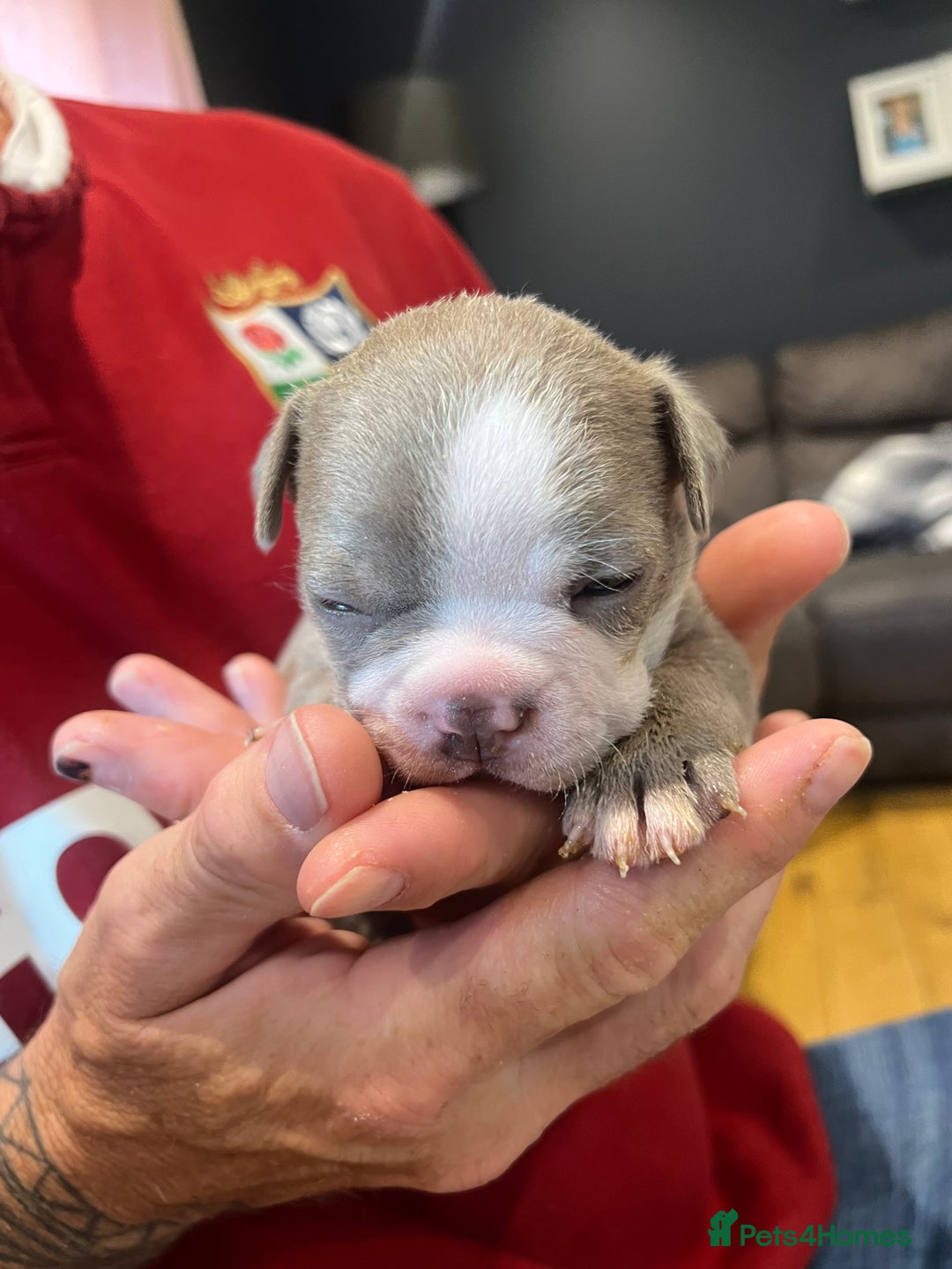 Boston Terrier dogs for sale: Boston terrier puppies - Image 30