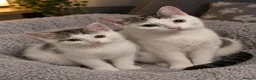 Mixed Breed cats for sale: 2 female cats  - Advert 5
