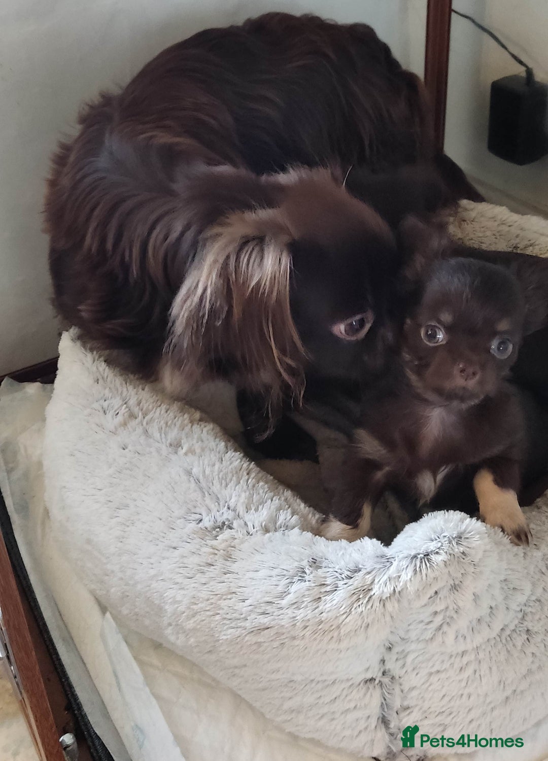 Chihuahua dogs for sale: Beautiful Chocolate Chihuahua Girls  - Advert 18
