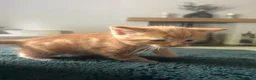 Mixed Breed cats for sale: 3 beautiful fur babies - Advert 10