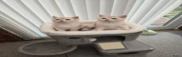 British Shorthair cats for sale: Blue golden chinchila! READY TO GO! - Advert 15