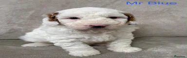 Australian Labradoodle 2
