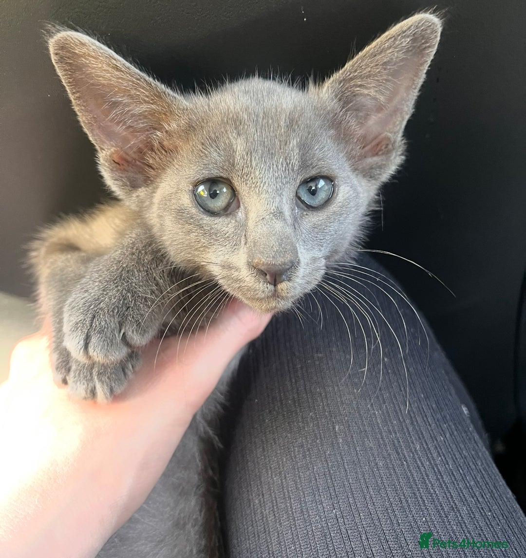 Oriental cats for sale: Blue Oriental female kitten  - Image 2