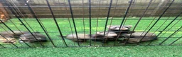 Ferret rodents for sale: Baby Ferret - Advert 9