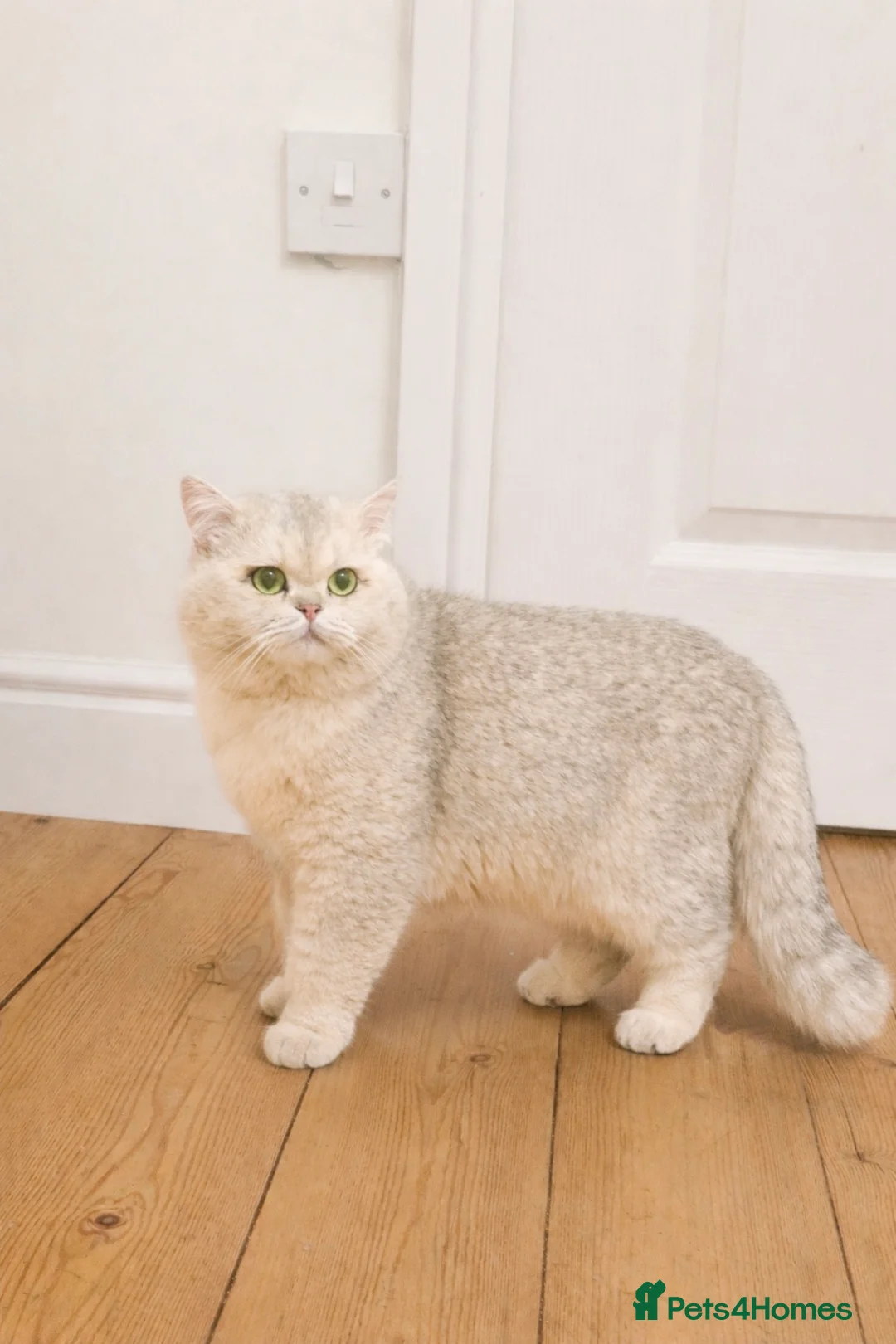 British Shorthair cats for sale: British Shorthair kittens - TICA registered in Blyth - Advert 2