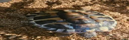 Hermann Tortoise reptiles for sale: Hermann Tortoise  - Advert 3