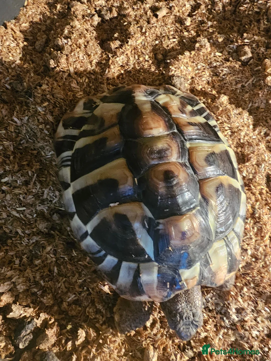 Hermann Tortoise reptiles for sale: Hermann Tortoise  - Advert 3