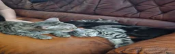 Mixed Breed cats for sale: Mixed kitten litter in Warrington - Advert 18