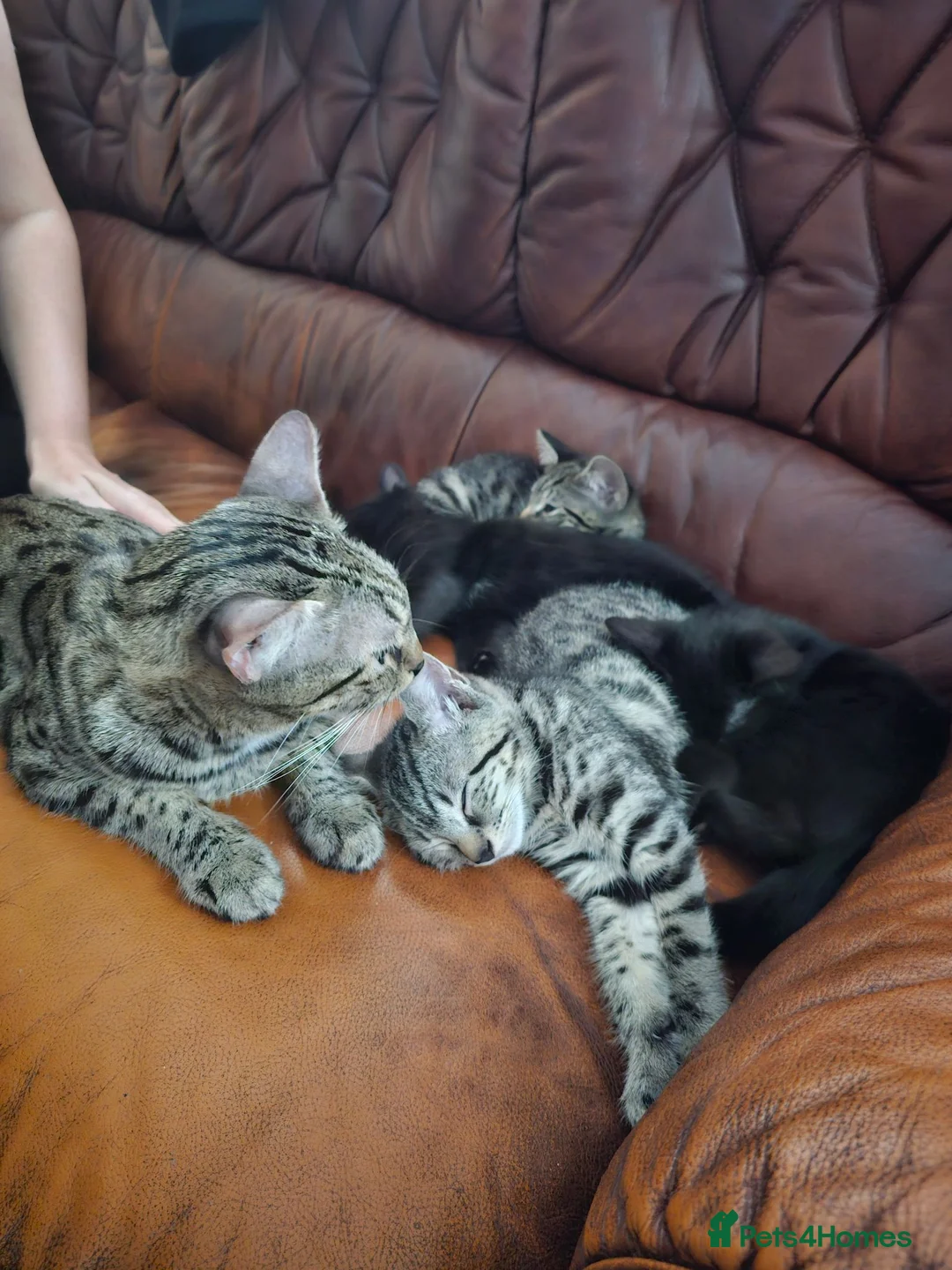 Mixed Breed cats for sale: Mixed kitten litter in Warrington - Advert 18