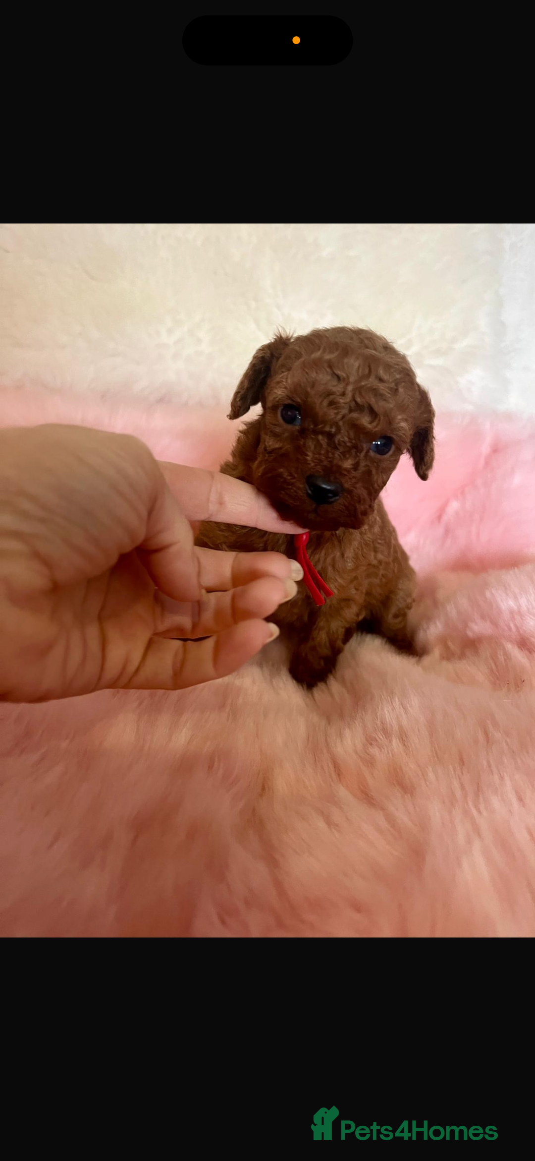 Cavapoo dogs for sale: Top quality F1b toy cavapoos  - Image 7