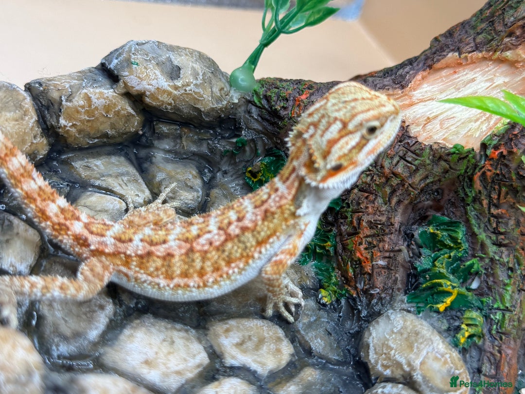 Bearded Dragon reptiles for sale: 🔥Last clutch this year!! Baby bearded dragons 🔥 - Image 3