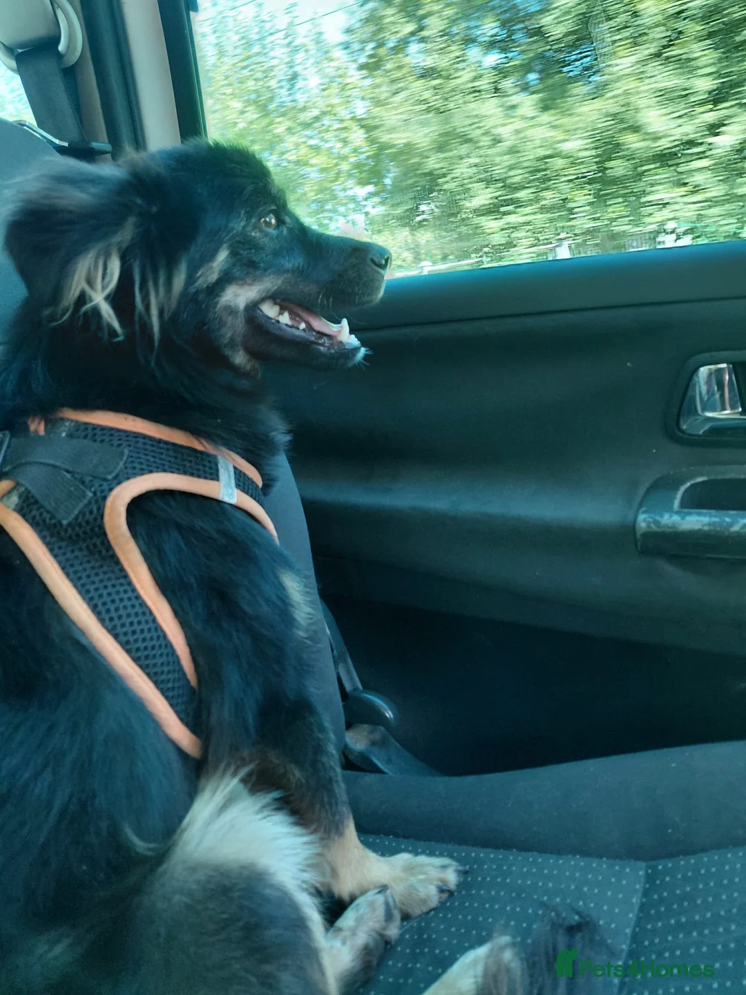 Mixed Breed dogs for adoption: ROBY, a superb puppy boy - for a Loving Home  - Advert 20