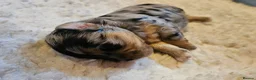 Maltipoo dogs for sale: Beautiful Blue Merle Maltipoos - Advert 8