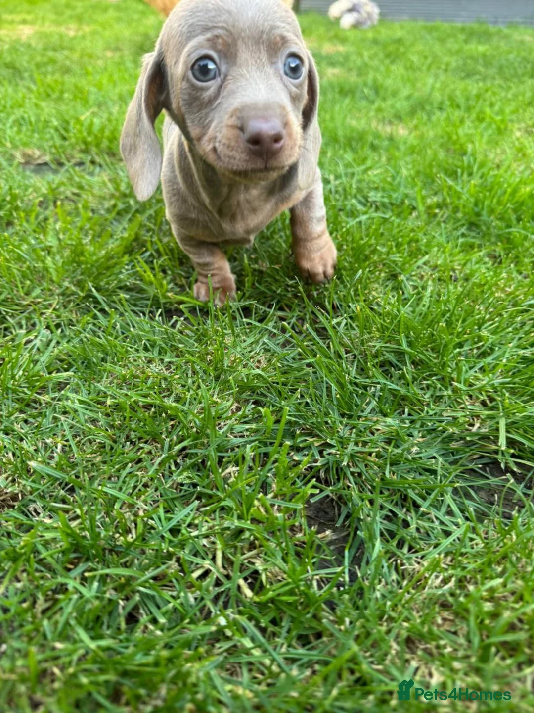 Miniature Dachshund dogs for sale: Lovely miniature dachshunds puppies for sale - Advert 4