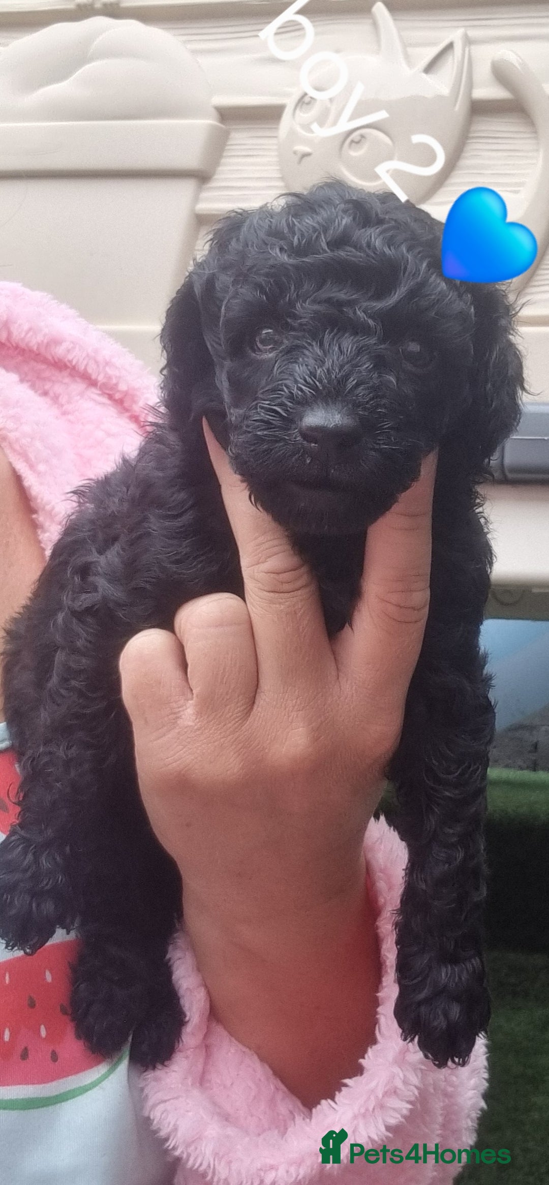 Miniature Poodle dogs for sale: Miniture poodle  - Image 5