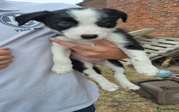 Welsh Collie dogs for sale: 3 collie puppys looking for there forever homes  - Image 3