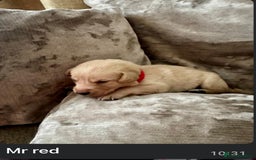 Mixed Breed dogs for sale: Beautiful litter of golden labradoodles - Image 33