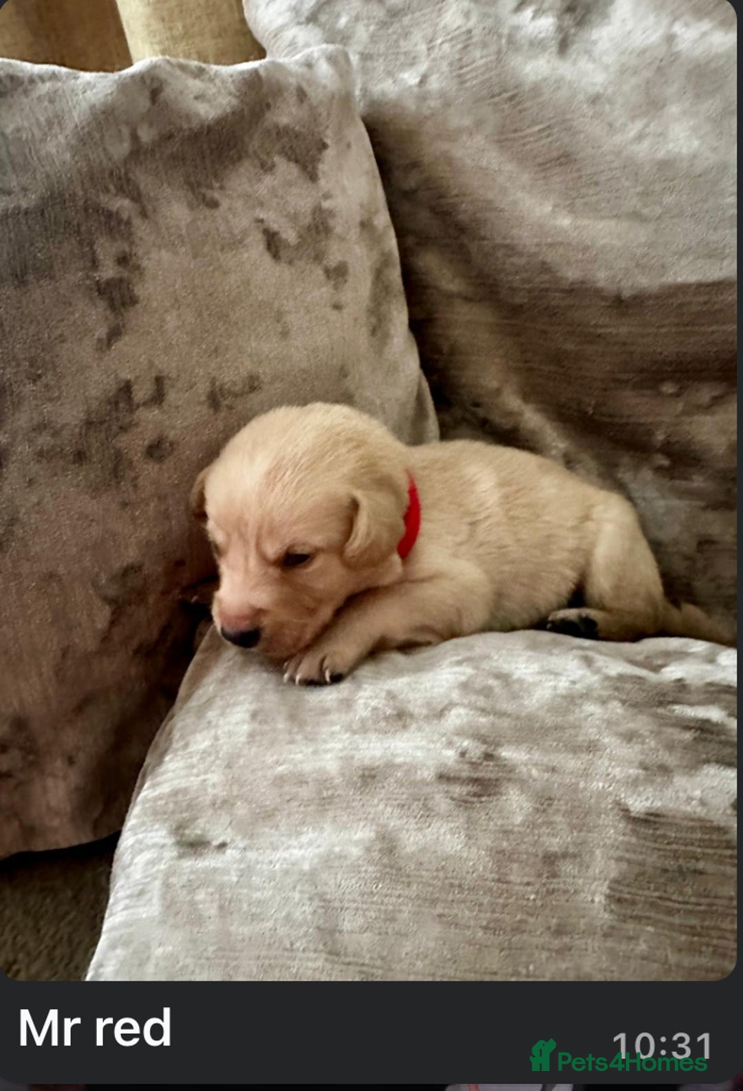 Mixed Breed dogs for sale: Beautiful litter of golden labradoodles - Image 33