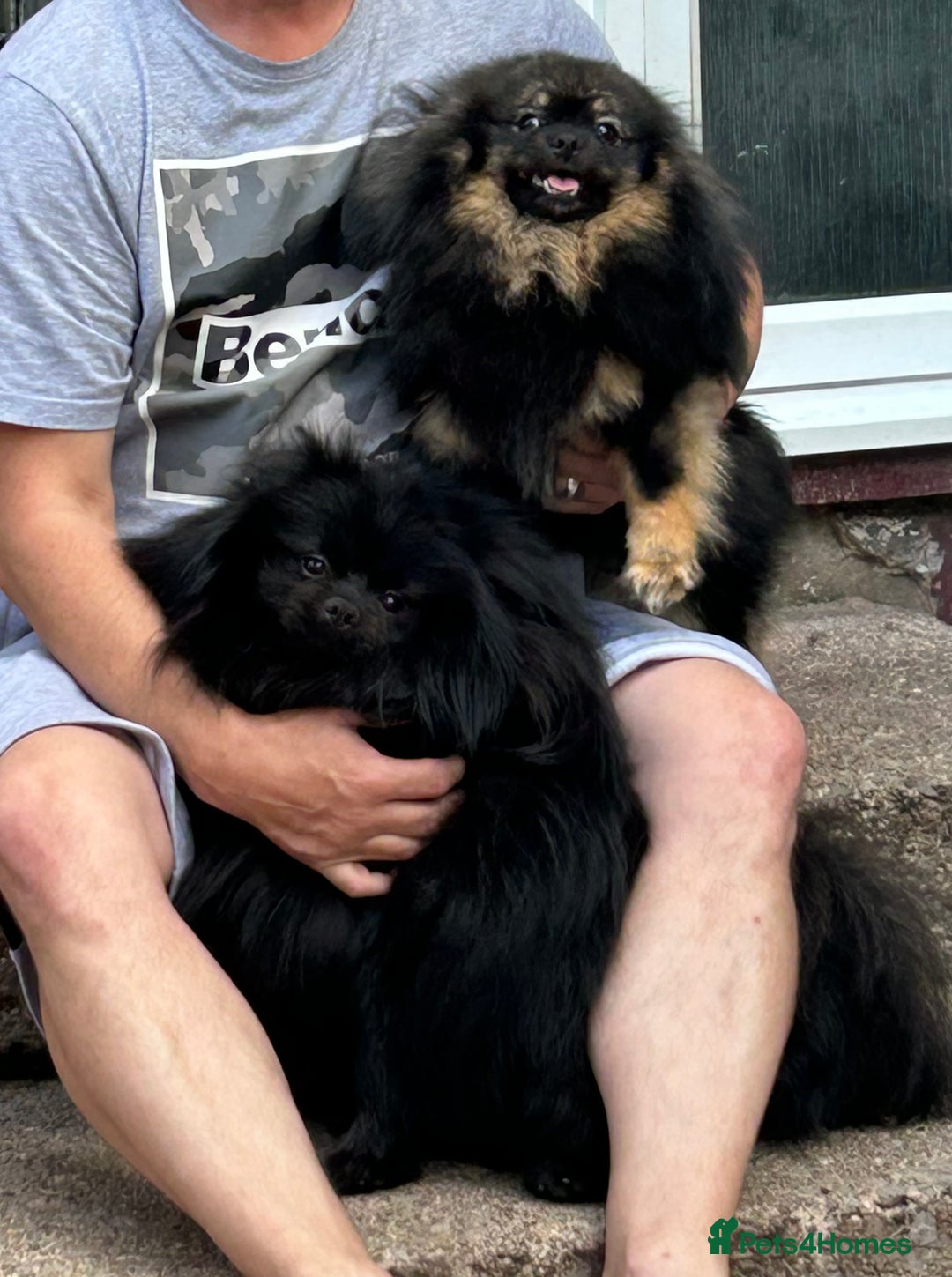 Pomeranian dogs for stud: Full doll face Pomeranian for stud! - Advert 1