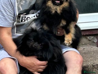 Pomeranian dogs Full doll face Pomeranian for stud! - Advert 1