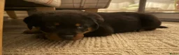 Rottweiler dogs for stud: Rottweiler STUD - Advert 6