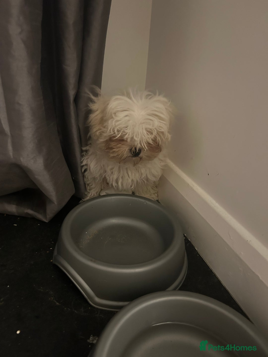 Maltese dogs for sale: 1 puppy back up for sale because of time wasting  - Image 16