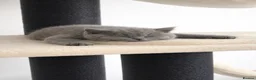 British Shorthair cats for sale: Active Blue British Shorthair 6 months  - Advert 2