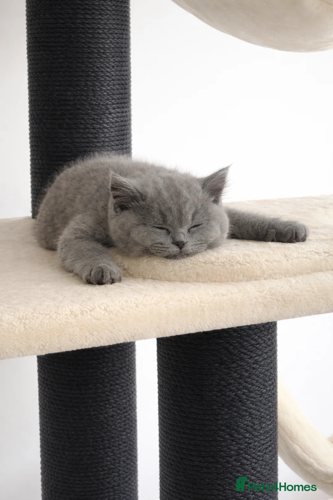 British Shorthair cats for sale: Active Blue British Shorthair 6 months  - Advert 2
