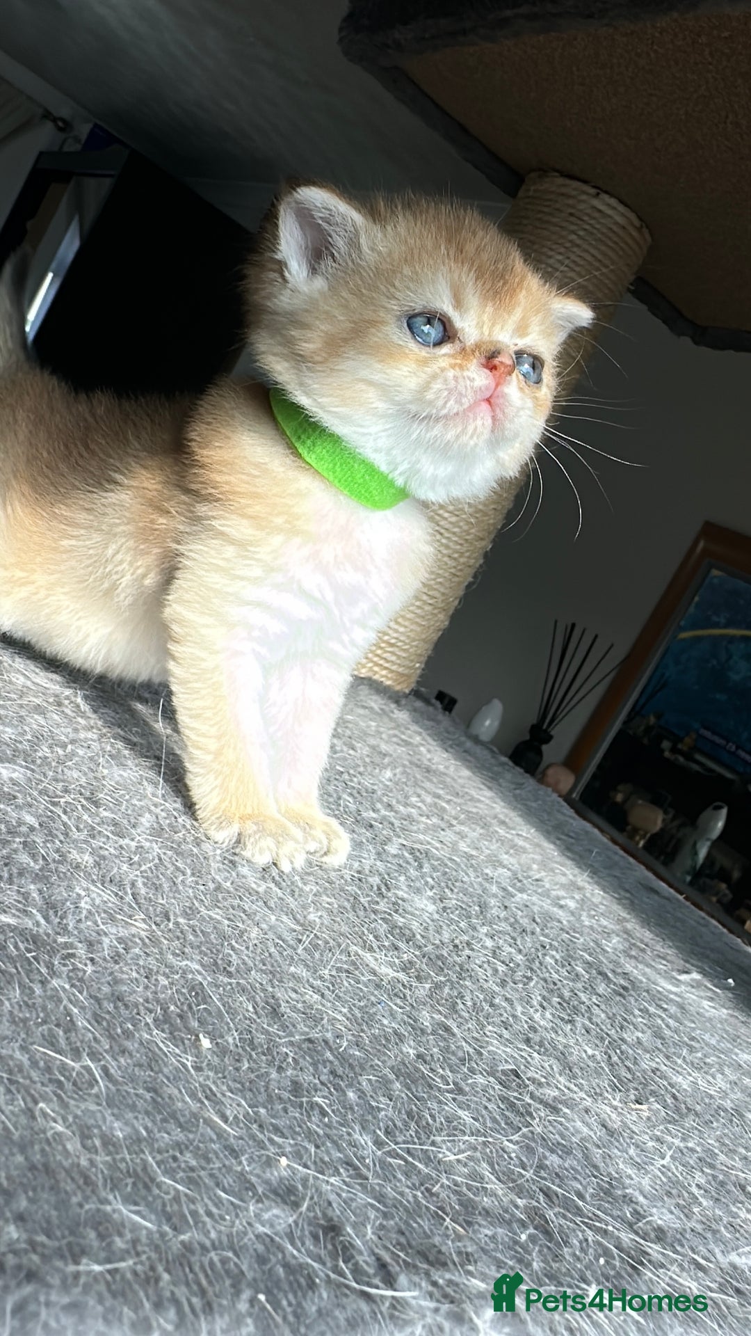 Scottish Fold cats for sale: 🐾Golden Teddy Bears – Ready for Reservation - Image 12