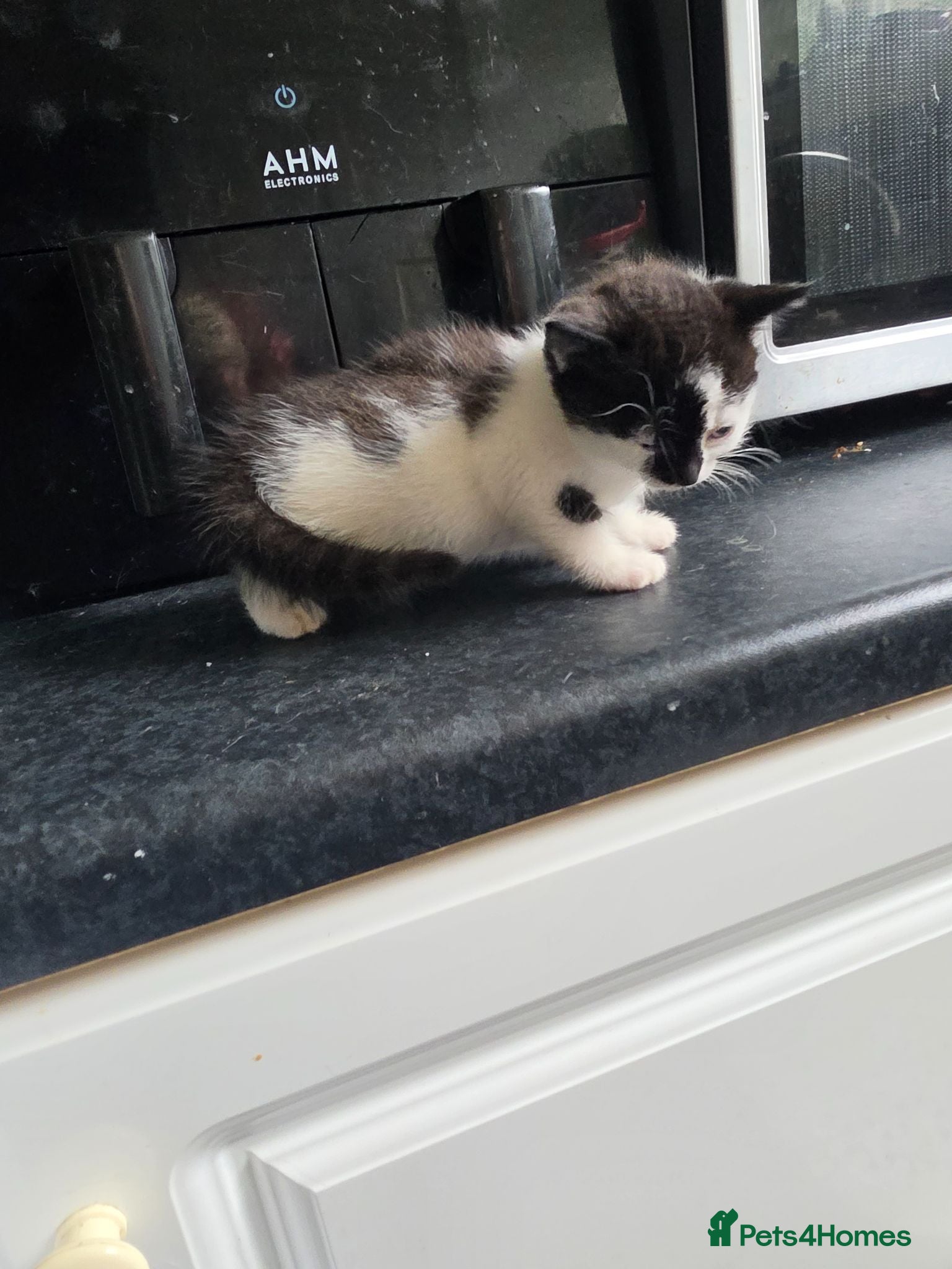 Mixed Breed cats Beautiful Boy tuxedo kitten  - Advert 2