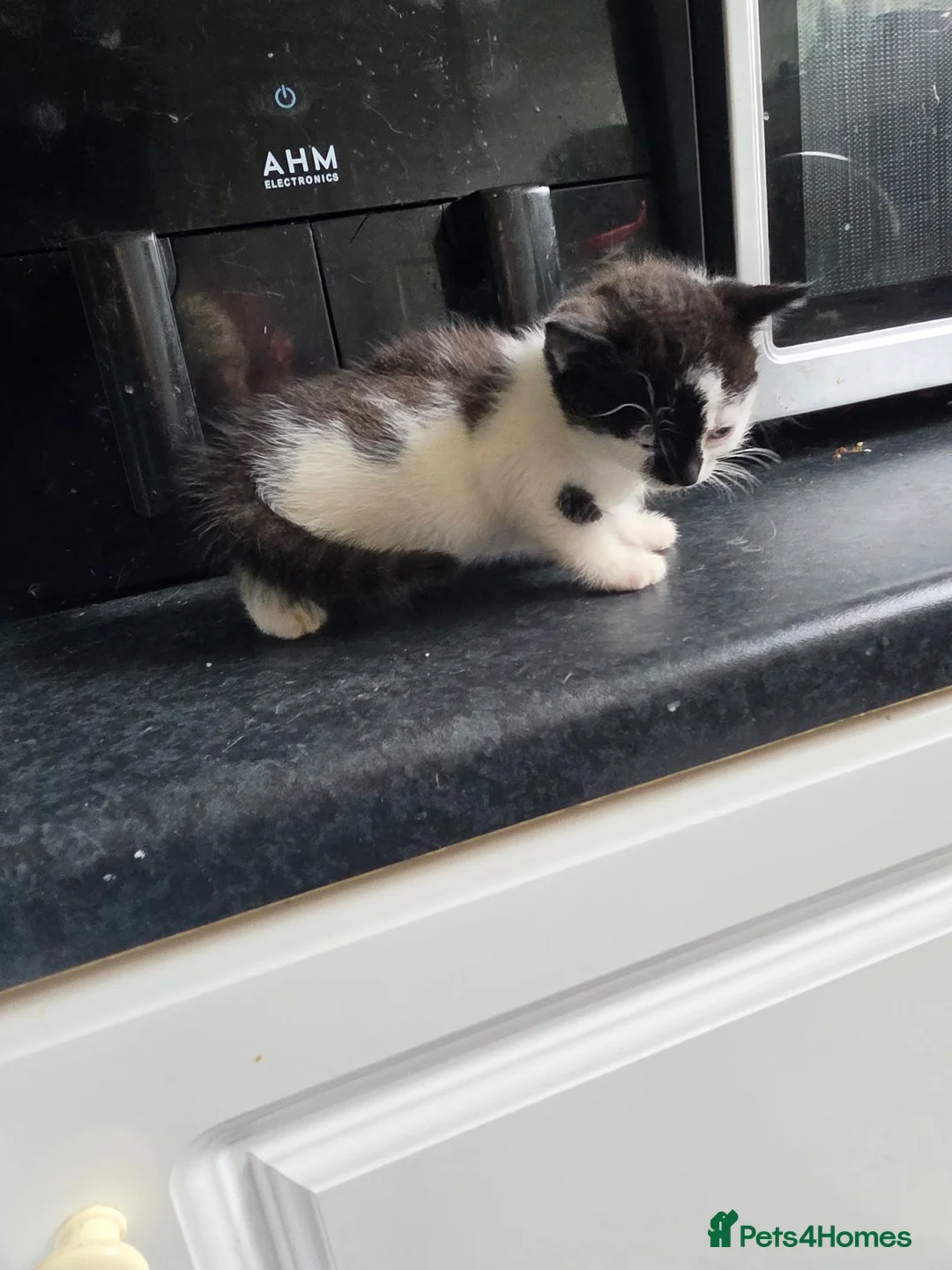 Mixed Breed cats for sale: Beautiful Boy tuxedo kitten  in Glasgow - Advert 1