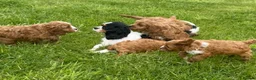 Cavapoo dogs for sale: Toy Cavapoo Puppies - Advert 6