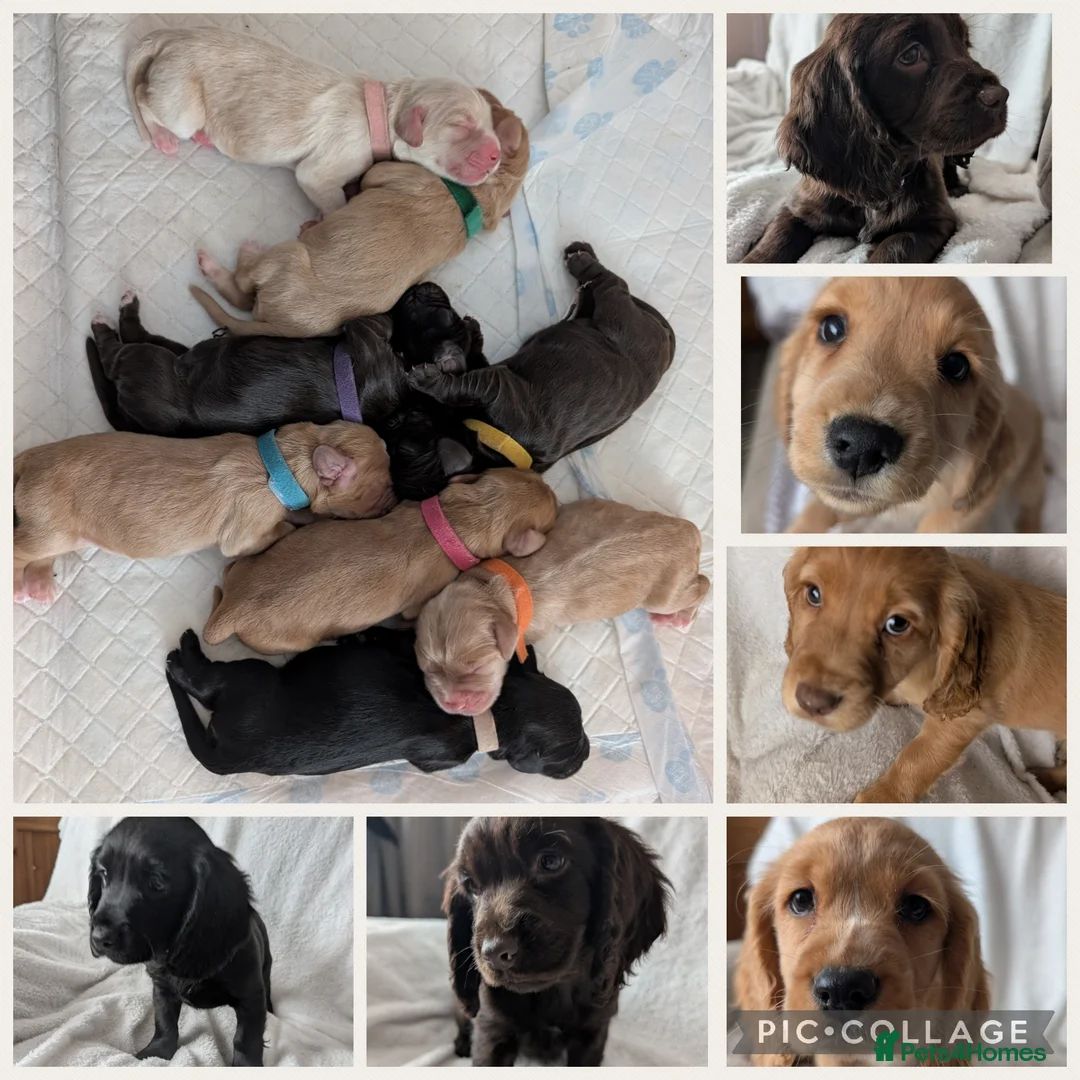 Cocker Spaniel dogs for sale: Cockerspaniel puppies ready soon! - Advert 1
