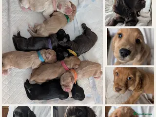 Cocker Spaniel dogs Cockerspaniel puppies ready soon! - Advert 1