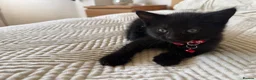 Mixed Breed cats for sale: Adorable friendly kittens  - Advert 5