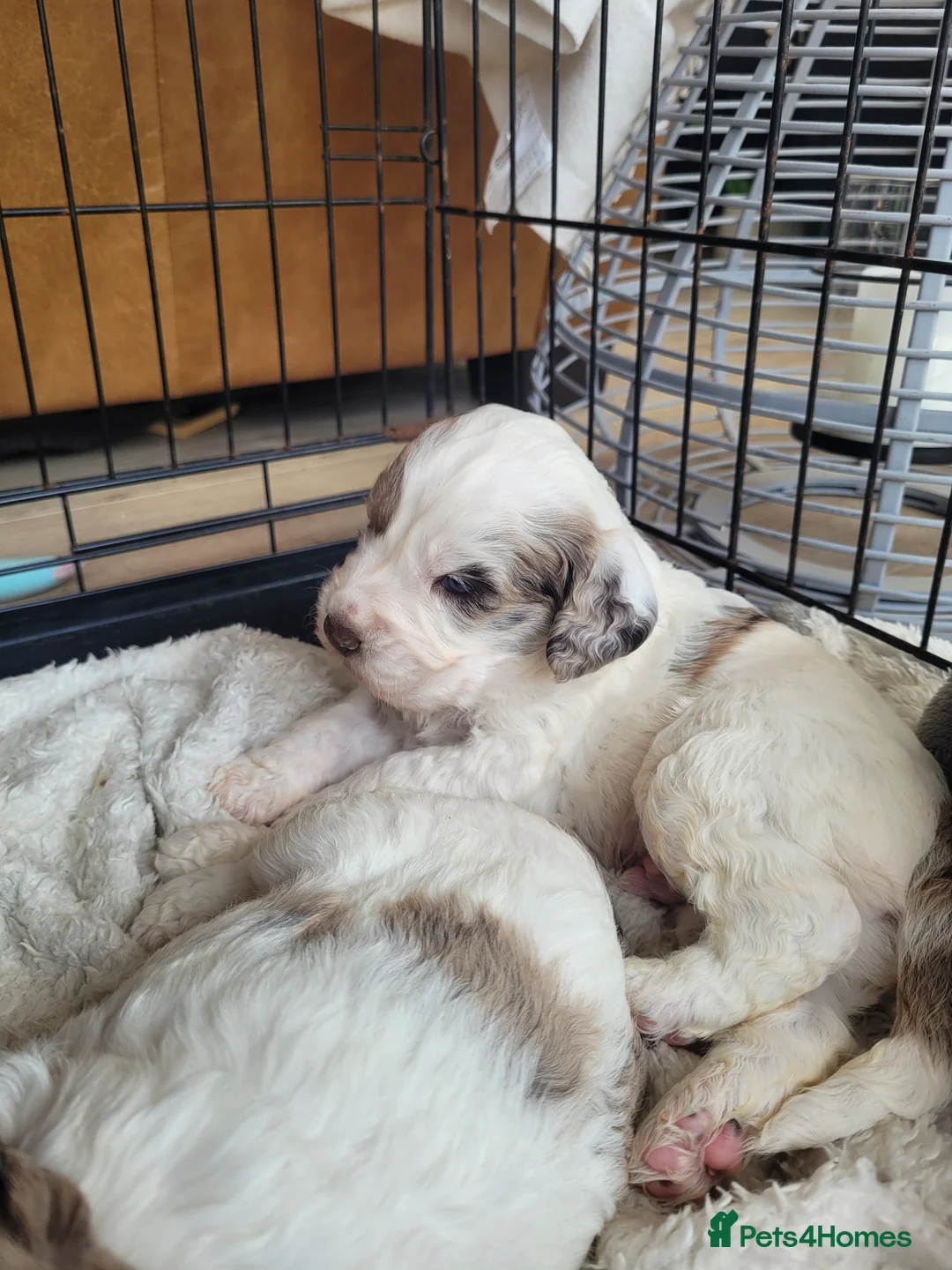 Miniature Poodle dogs for stud: Chocolate Merle Miniature Poodle for stud in Warrington - Advert 11