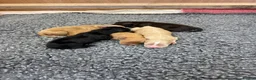 Cocker Spaniel dogs for sale: Cocker spaniel puppies for sale  in Stafford - Advert 28