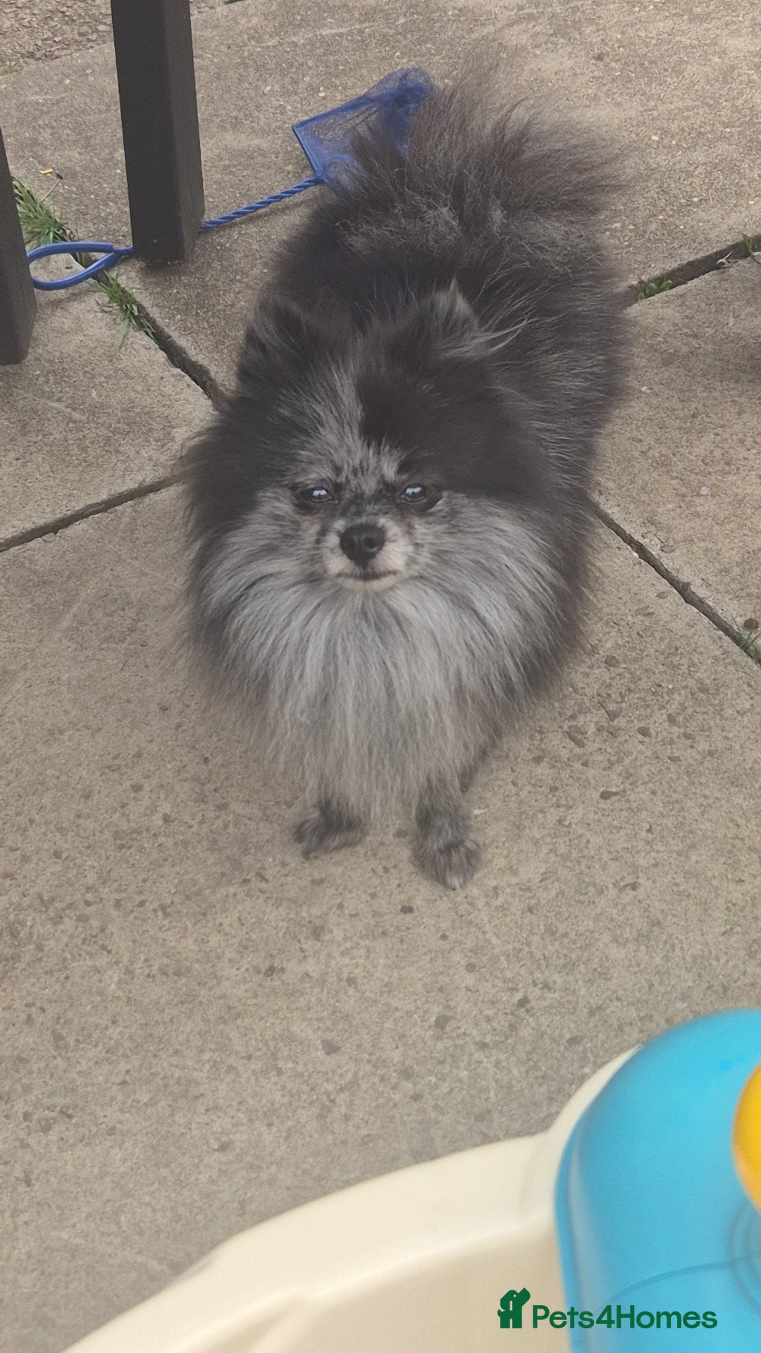 Pomeranian dogs for sale: Russian pomeranian blue and black  - Image 1