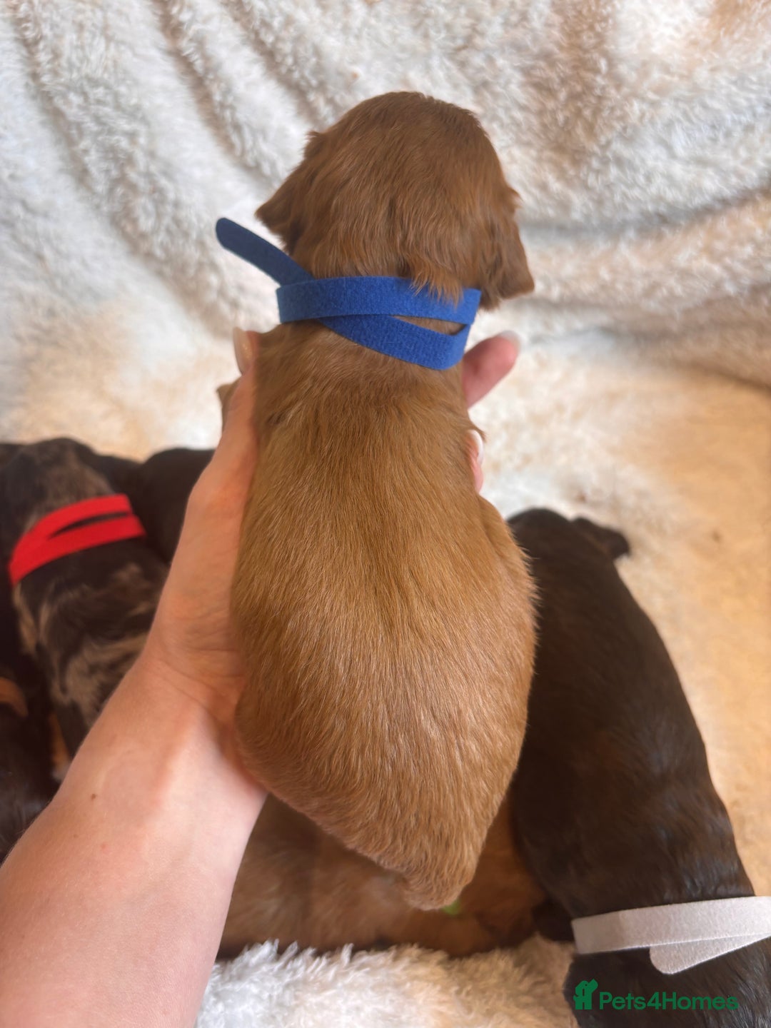 Irish Doodle dogs for sale: 🐾 F1 Beautiful Miniature Irish Doodle Puppies 🐾  - Image 14