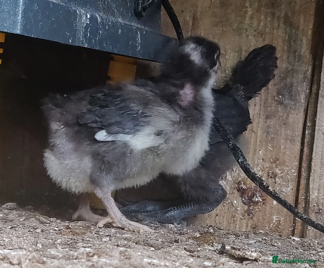 Chickens poultry for sale: Newborn baby chicks for sale in London  - Advert 2