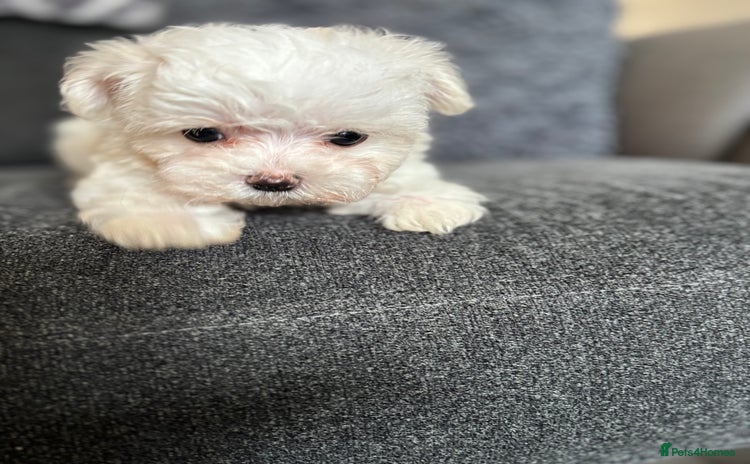 Maltese dogs - Advert 2