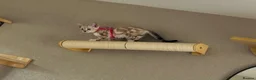 Bengal cats for sale: Beautiful sisters 11 weeks  - Advert 9