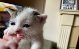 British Shorthair cats for sale: Mabel’s beautiful babies  - Image 15