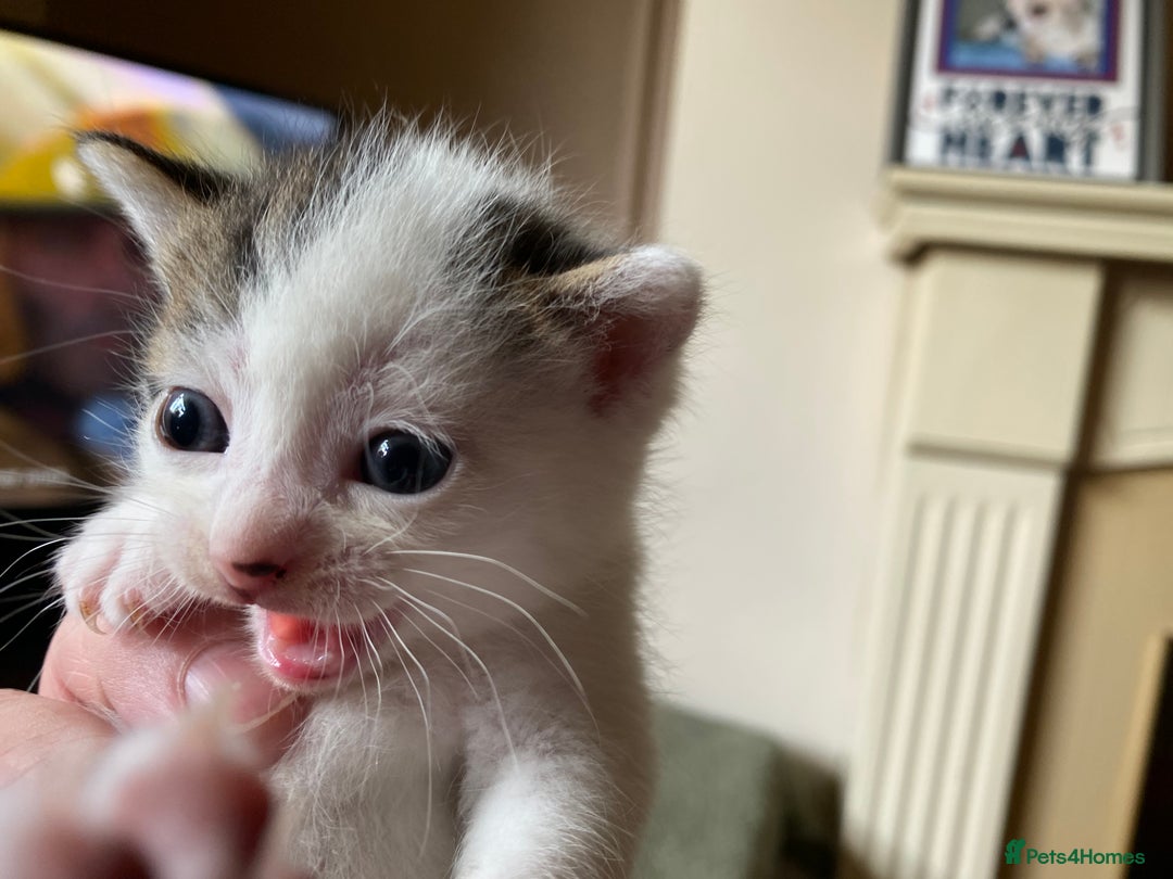 British Shorthair cats for sale: Mabel’s beautiful babies  - Image 15