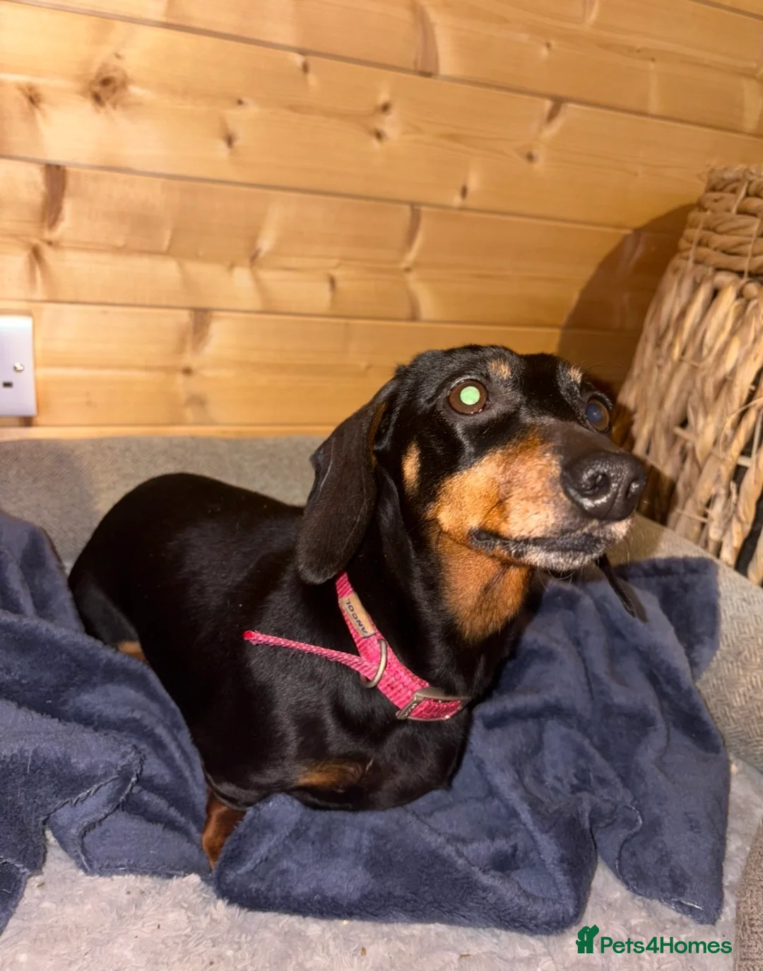 Dachshund dogs for sale: Dachshund girl - Advert 3