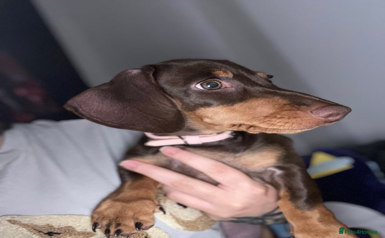 Miniature Dachshund dogs - Advert 14