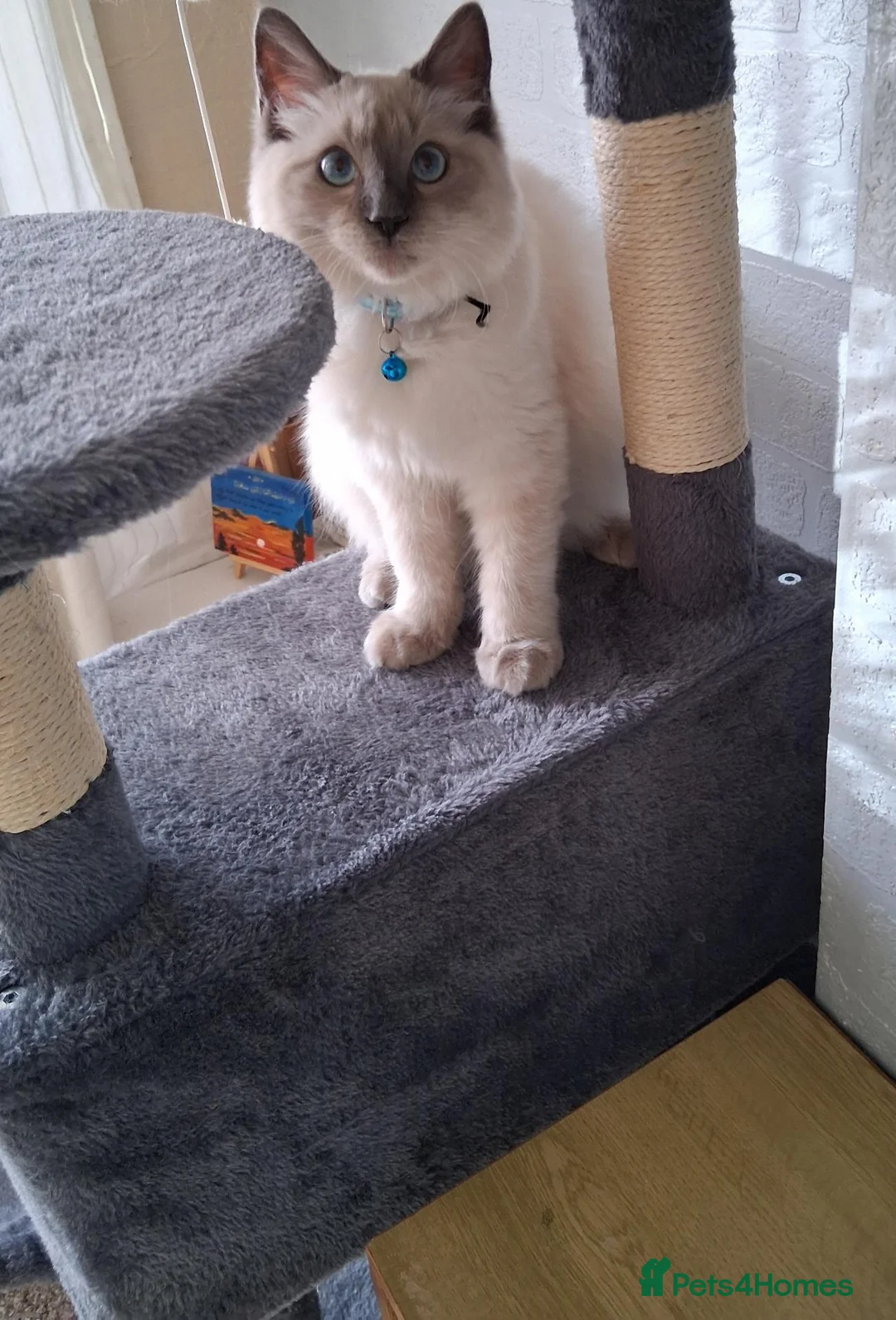 Ragdoll cats for sale: Ragdoll Bluepoint Kitten  - Advert 2